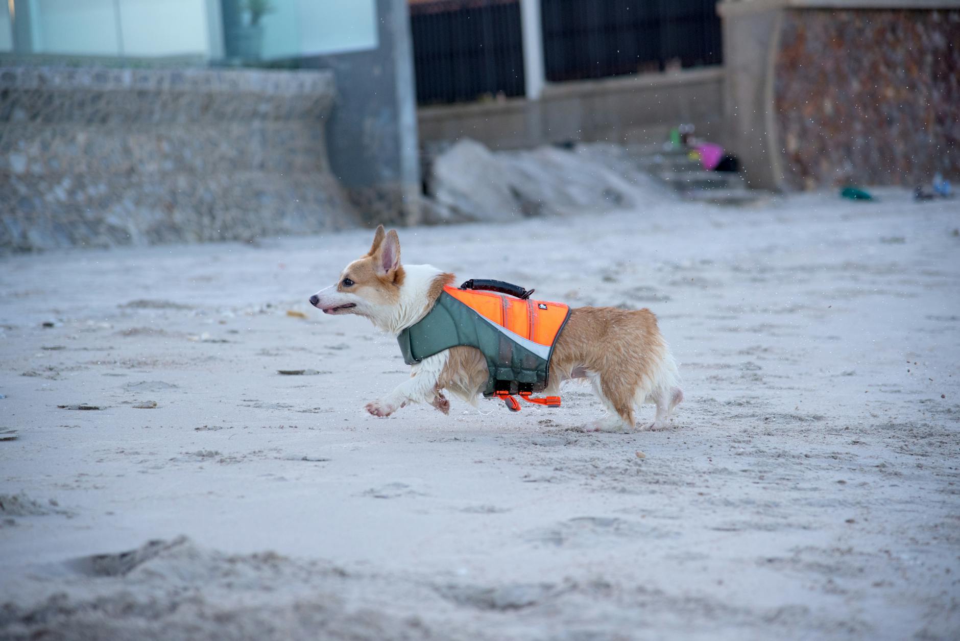 dog running on sand